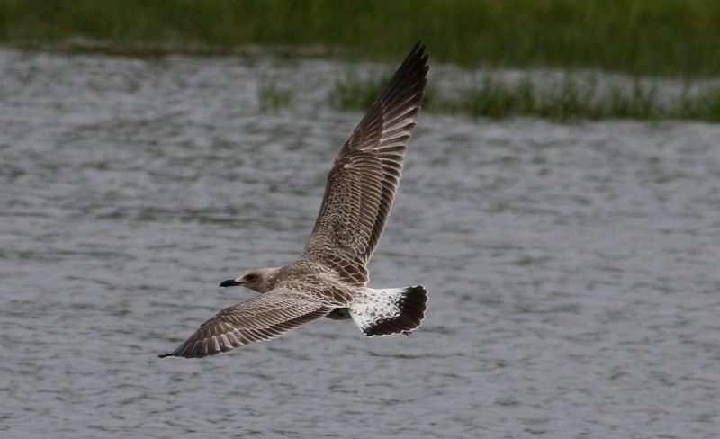 Caspian Gull - 25-07-2017