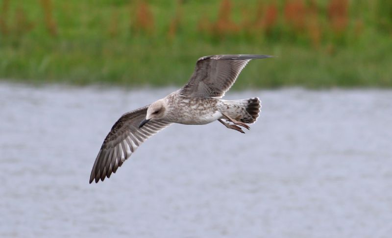 Caspian Gull - 25-07-2017