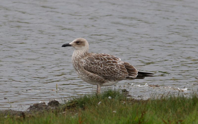 Caspian Gull - 25-07-2017