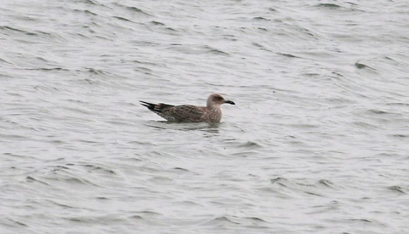 Caspian Gull - 26-07-2017