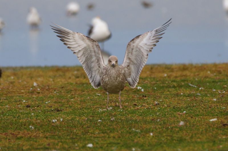 Caspian Gull - 28-07-2017