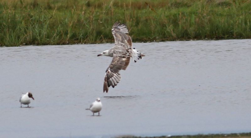 Caspian Gull - 28-07-2017