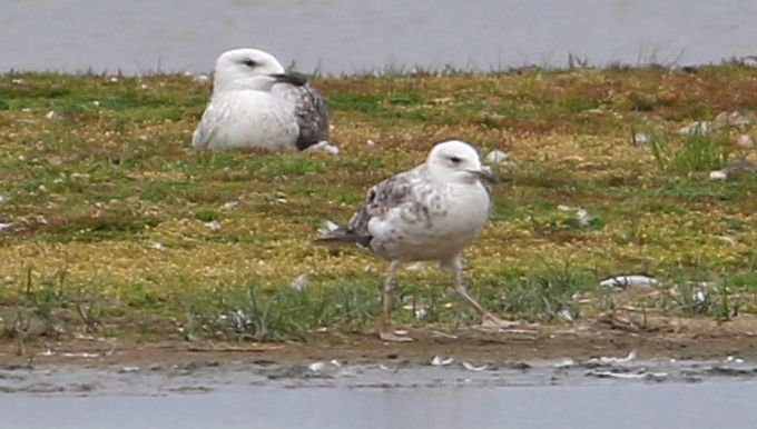 Caspian Gull - 28-07-2017