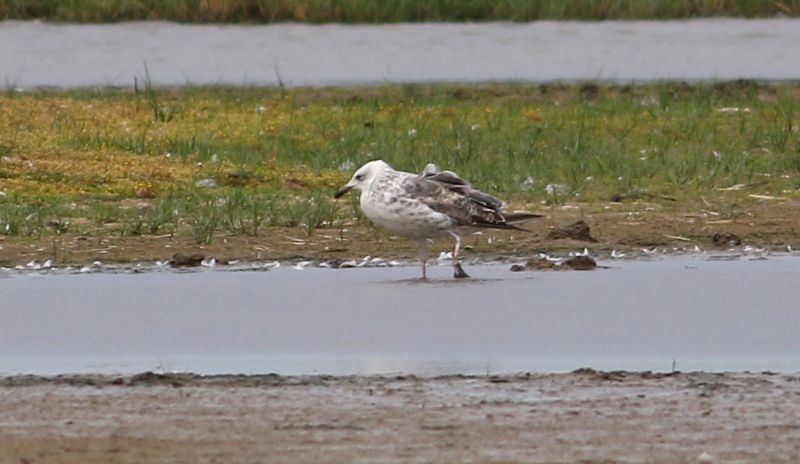 Caspian Gull - 28-07-2017