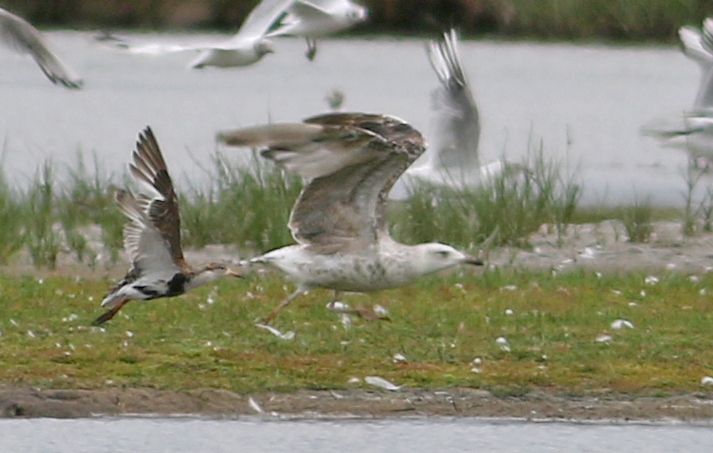 Caspian Gull - 28-07-2017