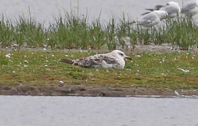 Caspian Gull - 28-07-2017