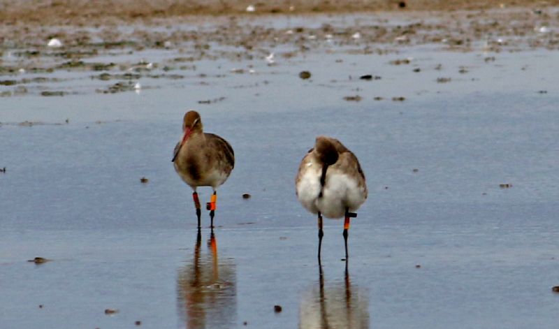 Black-tailed Godwit - 28-07-2017