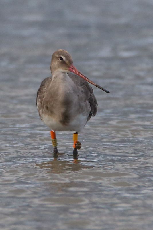 Black-tailed Godwit - 28-07-2017