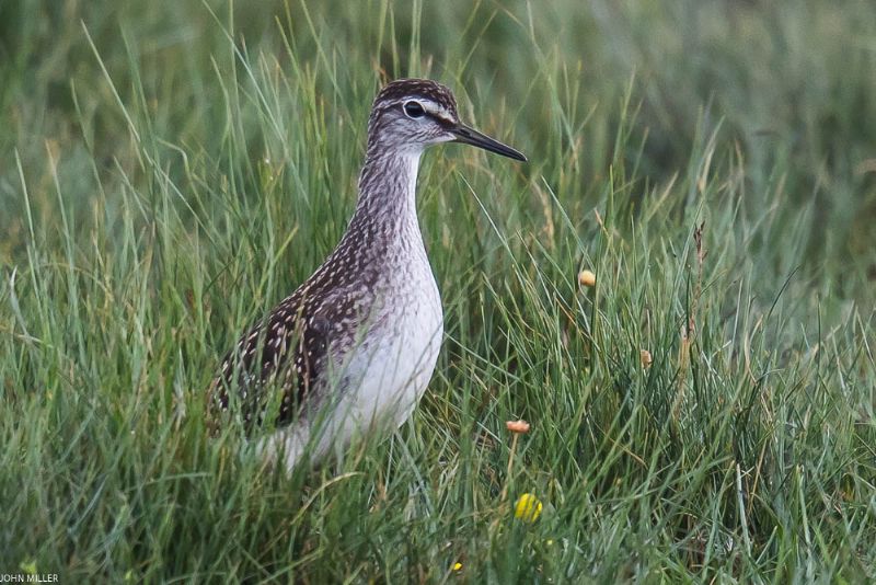 Wood Sandpiper - 29-07-2017