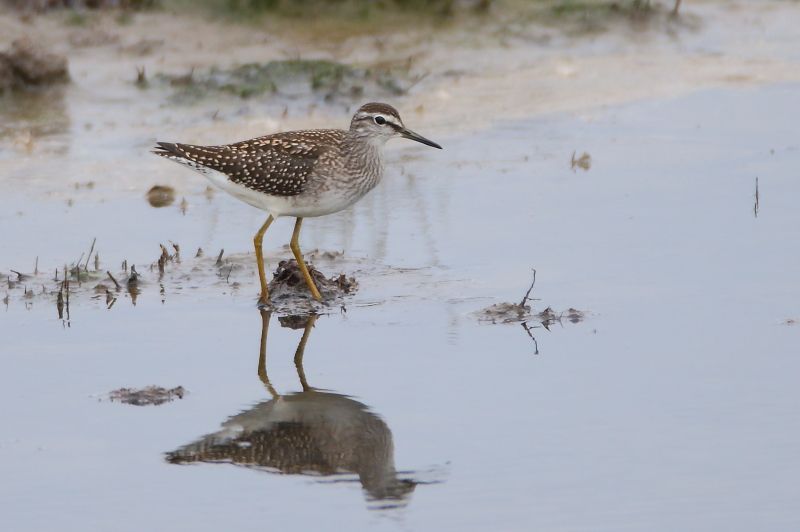 Wood Sandpiper - 29-07-2017