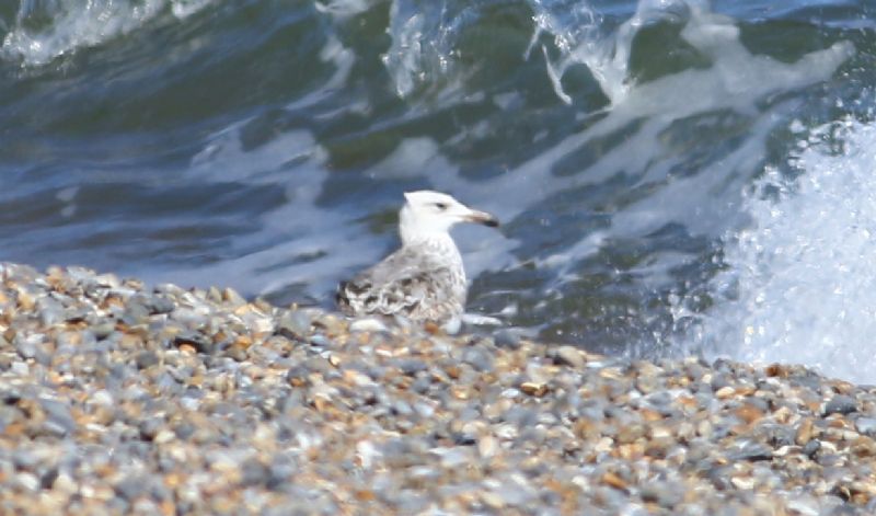 Caspian Gull - 29-07-2017