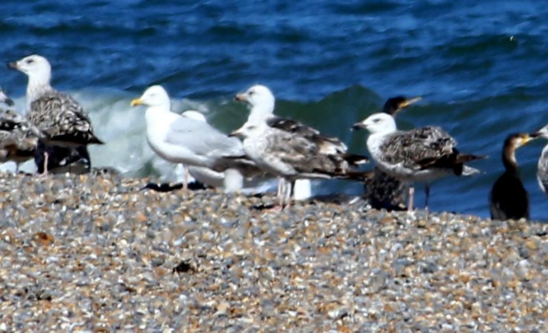 Caspian Gull - 29-07-2017