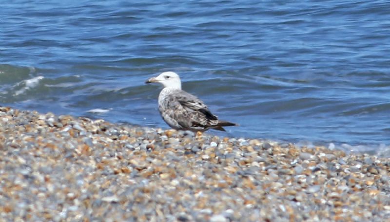 Caspian Gull - 29-07-2017