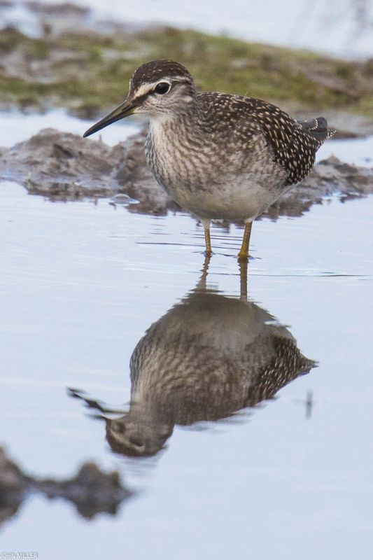 Wood Sandpiper - 31-07-2017