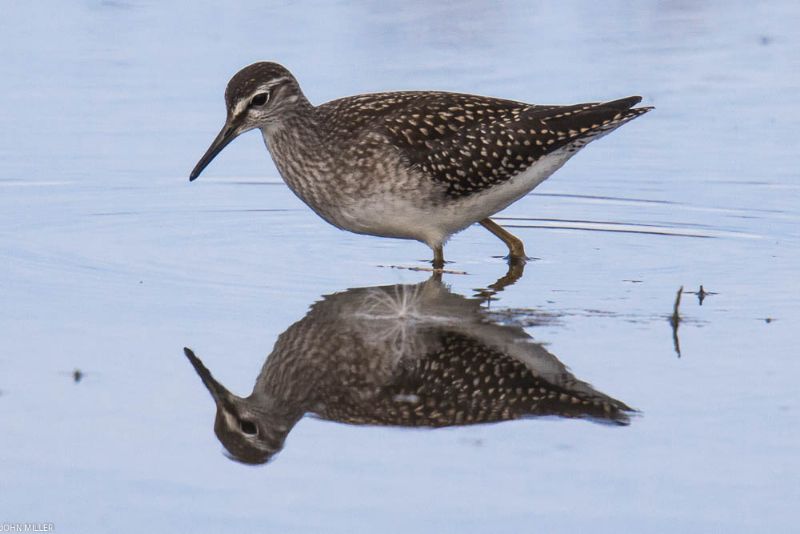 Wood Sandpiper - 31-07-2017