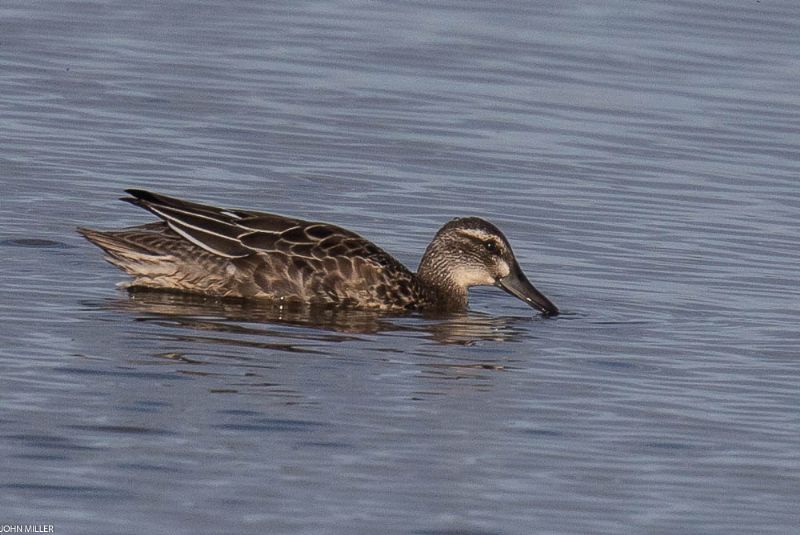 Garganey - 31-07-2017