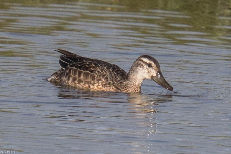 Garganey - 31-07-2017