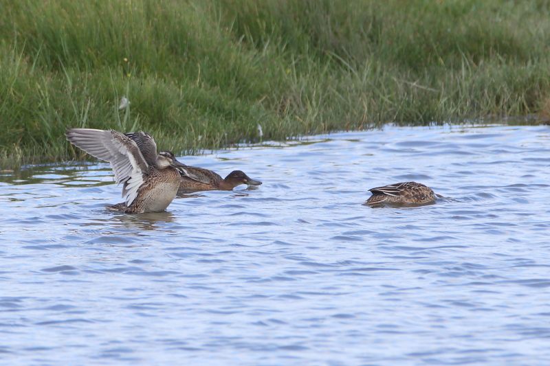 Garganey - 31-07-2017