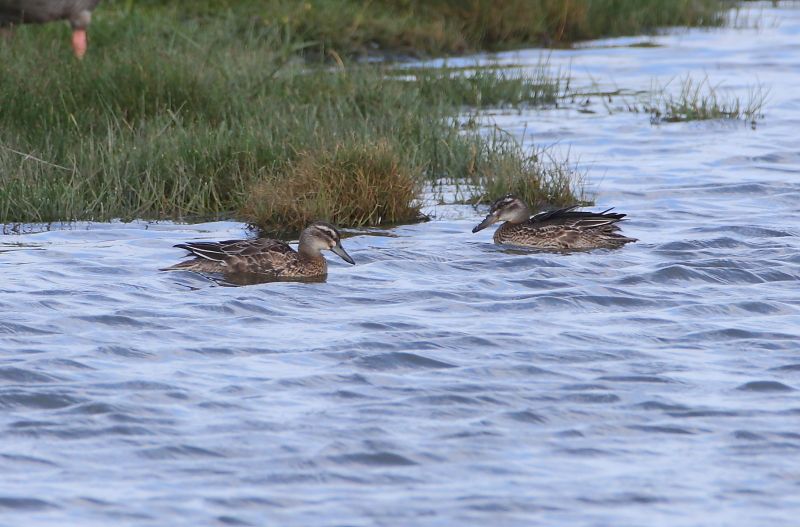 Garganey - 31-07-2017