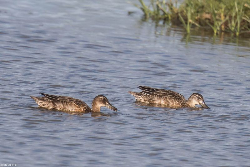 Garganey - 31-07-2017