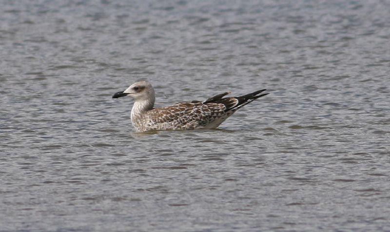 Yellow-legged Gull - 30-07-2017