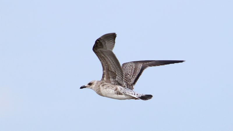 Yellow-legged Gull - 30-07-2017