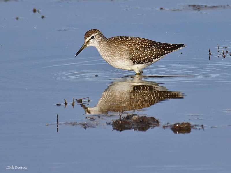 Wood Sandpiper - 01-08-2017