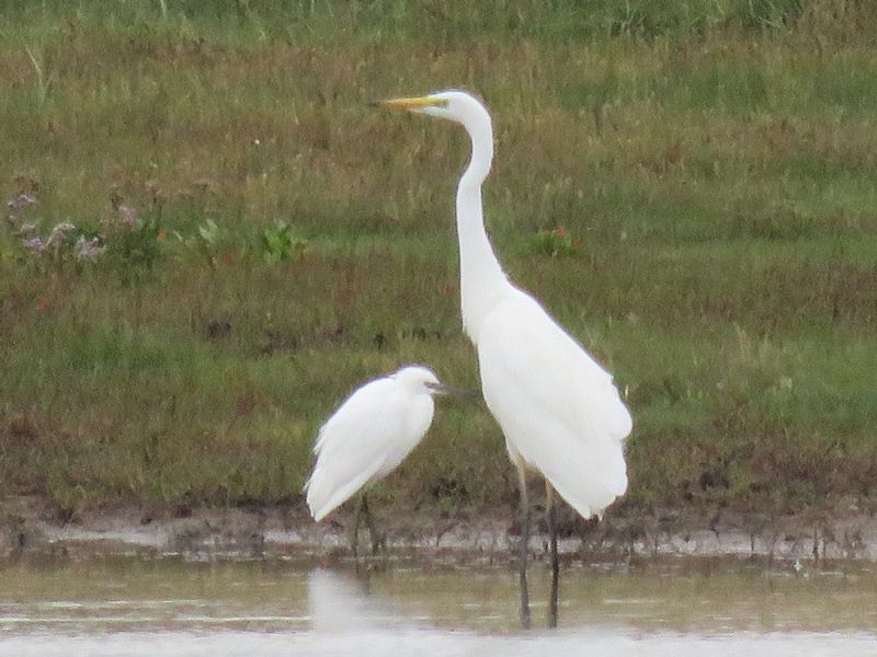 Great White Egret - 07-08-2017