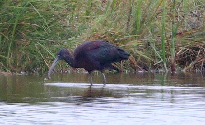 Glossy Ibis - 13-08-2017