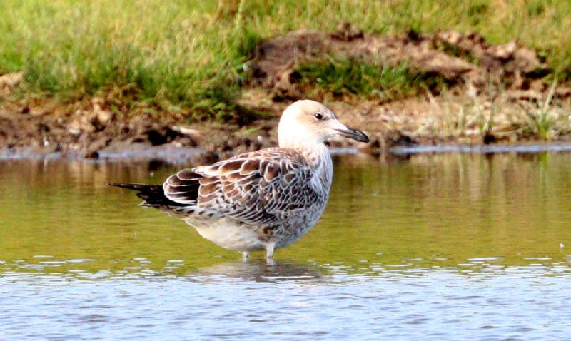 Caspian Gull - 20-08-2017