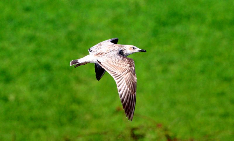 Caspian Gull - 20-08-2017