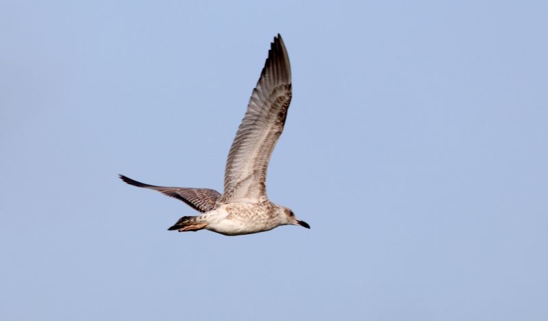 Caspian Gull - 20-08-2017