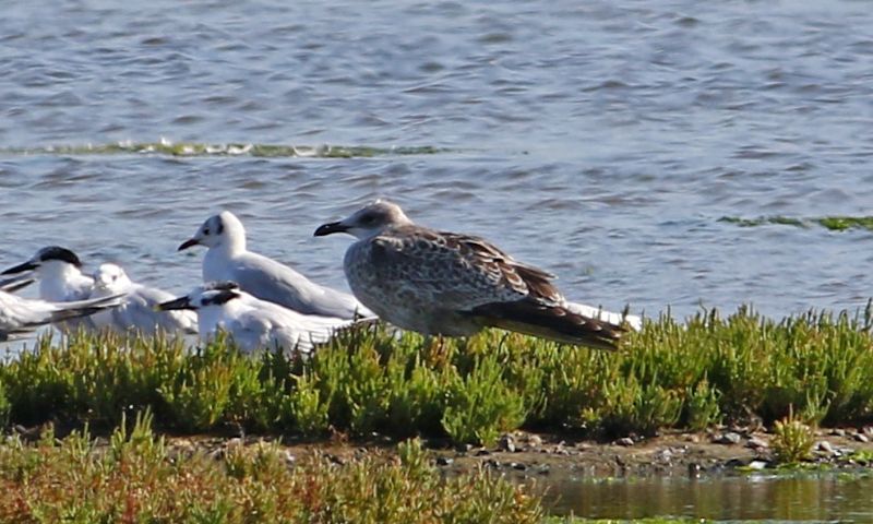 Caspian Gull - 25-08-2017