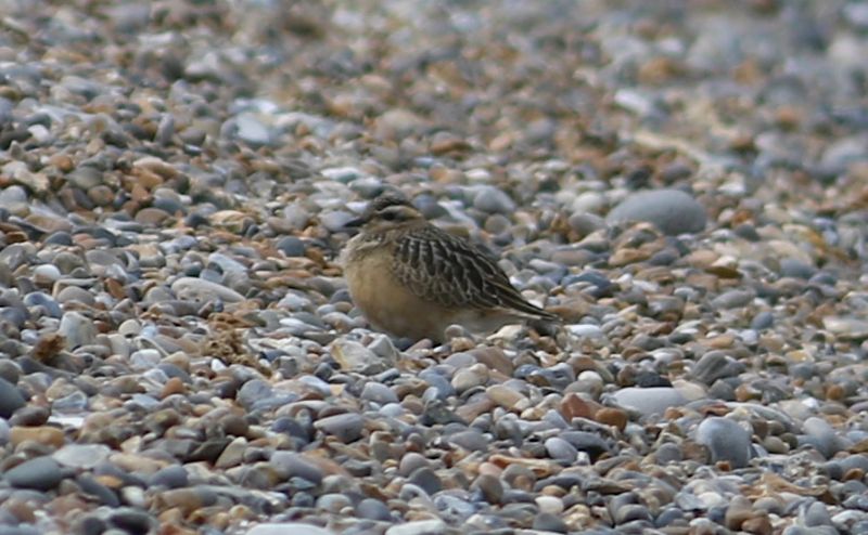 Dotterel - 05-09-2017