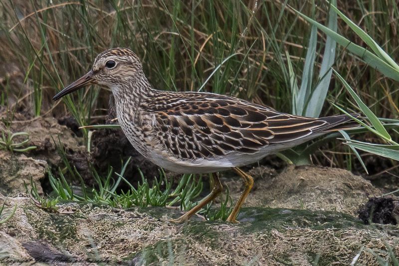 Pectoral Sandpiper - 10-09-2017