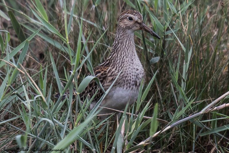 Pectoral Sandpiper - 10-09-2017