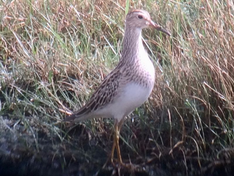 Pectoral Sandpiper - 11-09-2017