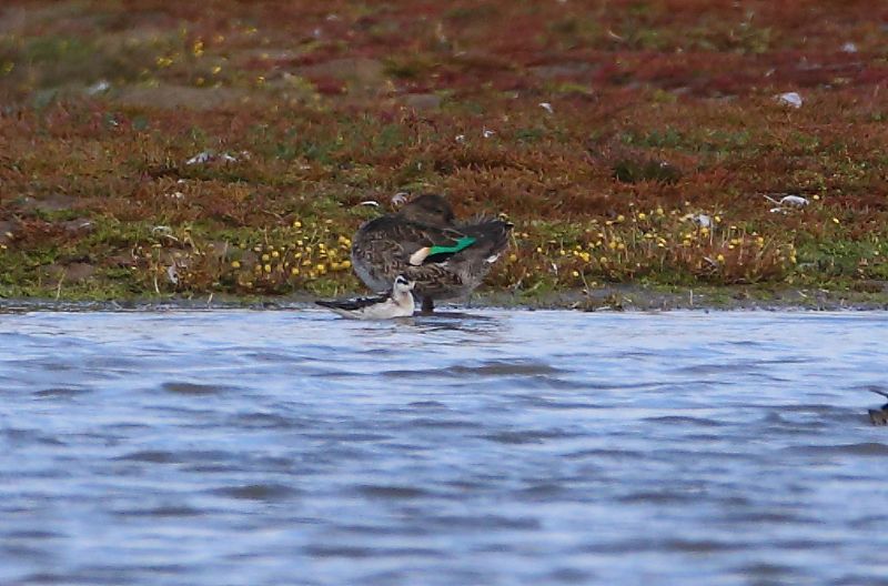 Red-necked Phalarope - 16-09-2017