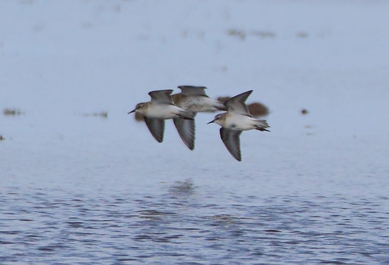 Little Stint - 16-09-2017