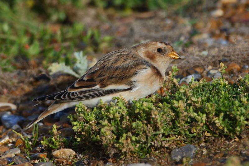 Snow Bunting - 17-09-2017