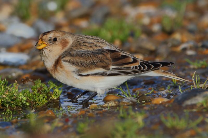 Snow Bunting - 17-09-2017