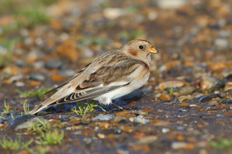 Snow Bunting - 17-09-2017