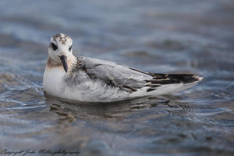 Grey Phalarope - 18-09-2017