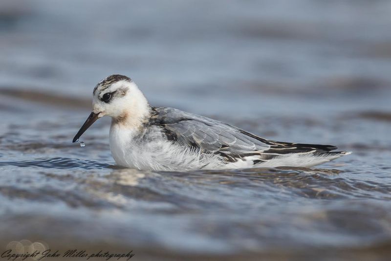 Grey Phalarope - 18-09-2017