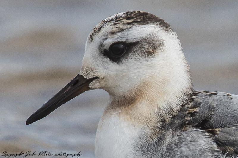 Grey Phalarope - 18-09-2017