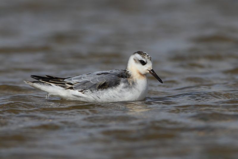 Grey Phalarope - 18-09-2017