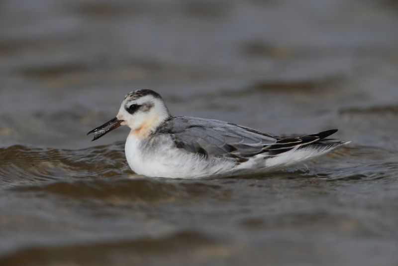 Grey Phalarope - 18-09-2017