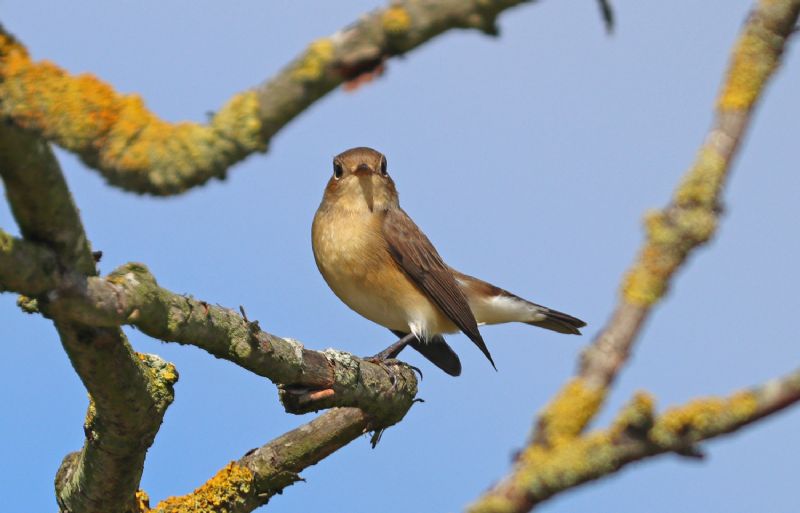 Red-breasted Flycatcher - 19-09-2017