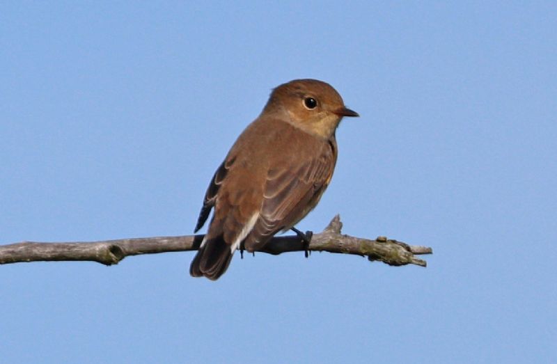 Red-breasted Flycatcher - 19-09-2017