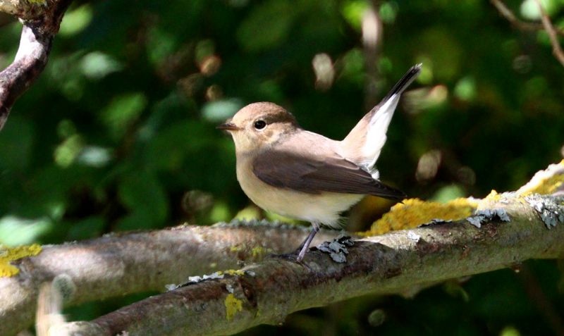 Red-breasted Flycatcher - 19-09-2017